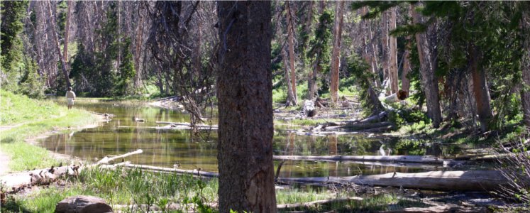 [Two photos stitched together displaying a small pond among the trees with a fisherman off to the left. Pond has fallen trees in it.]